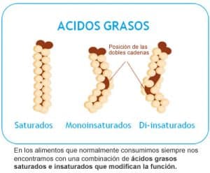 ácidos grasos