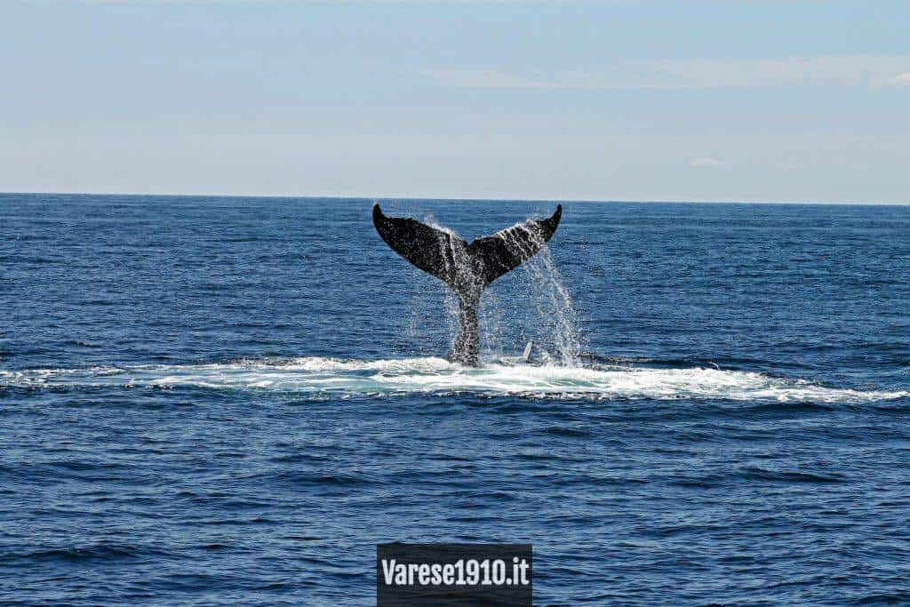 ballena