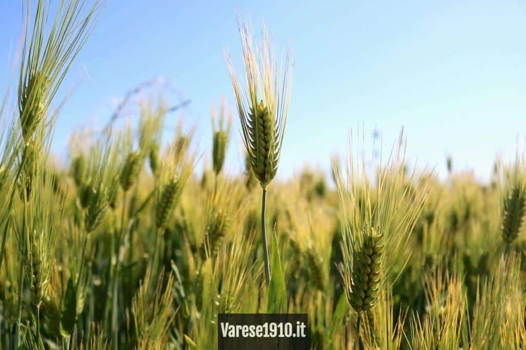 gluten para la salud